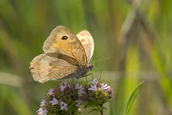 Meadow Brown (Maniola jurtina)