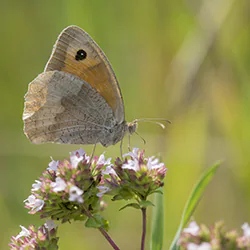 Meadow Brown (Maniola jurtina)