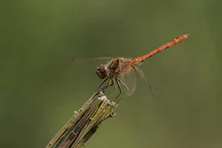 Ruddy Darter (Sympetrum sanguineum)
