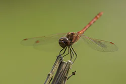 Ruddy Darter (Sympetrum sanguineum)