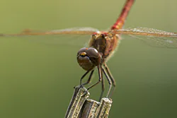 Ruddy Darter (Sympetrum sanguineum)