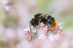 Bumblebee (Bombus sp)