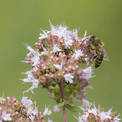 Pszczoła miodna (Apis mellifera)
