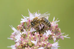Pszczoła miodna (Apis mellifera)