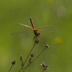 Ruddy Darter (Sympetrum sanguineum)