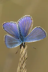 Modraszek ikar (Polyommatus icarus)