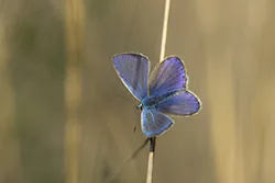 Modraszek ikar (Polyommatus icarus)