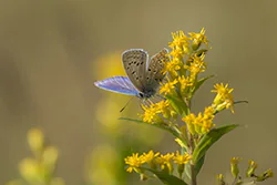 Modraszek ikar (Polyommatus icarus)