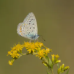 Modraszek ikar (Polyommatus icarus)