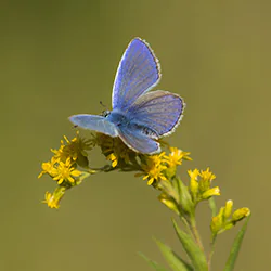 Modraszek ikar (Polyommatus icarus)
