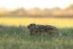 Zając szarak (Lepus europaeus)