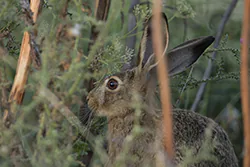 Zając szarak (Lepus europaeus)