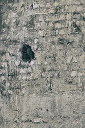 Pójdźka (Athene noctua)