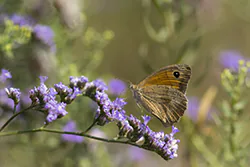 Meadow Brown (Maniola jurtina)