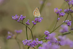 Modraszek ikar (Polyommatus icarus)