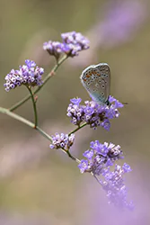 Modraszek ikar (Polyommatus icarus)
