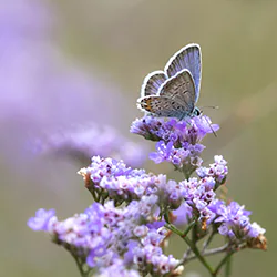 Modraszek argus (Plebejus argus)