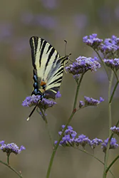 Paź żeglarz (Iphiclides podalirius)