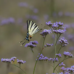 Paź żeglarz (Iphiclides podalirius)