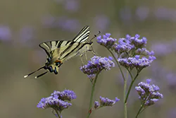 Paź żeglarz (Iphiclides podalirius)