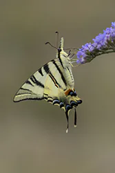 Paź żeglarz (Iphiclides podalirius)