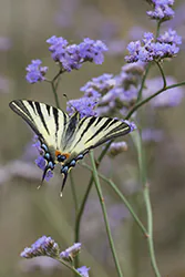 Paź żeglarz (Iphiclides podalirius)