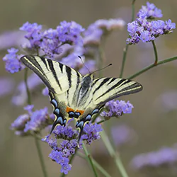 Paź żeglarz (Iphiclides podalirius)