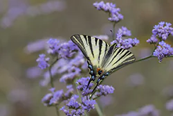 Paź żeglarz (Iphiclides podalirius)
