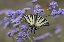 Paź żeglarz (Iphiclides podalirius)