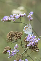 Modraszek ikar (Polyommatus icarus)