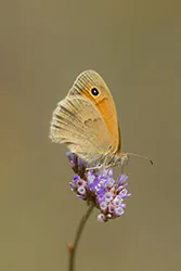 Strzepotek ruczajnik (Coenonympha pamphilus)