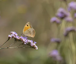 Meadow Brown (Maniola jurtina)