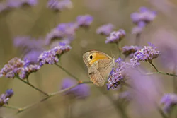 Meadow Brown (Maniola jurtina)