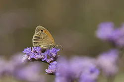 Strzepotek ruczajnik (Coenonympha pamphilus)