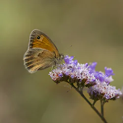 Strzepotek ruczajnik (Coenonympha pamphilus)