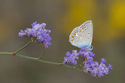 Modraszek ikar (Polyommatus icarus)