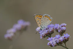 Czerwończyk uroczek (Lycaena tityrus)