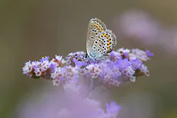 Modraszek argus (Plebejus argus)