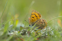 Czerwończyk dukacik (Lycaena virgaureae)