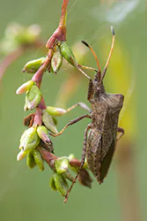 Wtyk straszyk (Coreus marginatus)