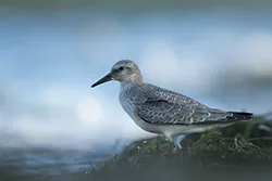 Biegus rdzawy (Calidris canutus)