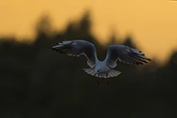 Black-headed Gull (Larus ridibundus)