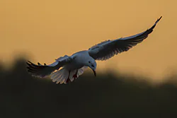 Black-headed Gull (Larus ridibundus)