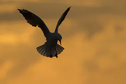 Black-headed Gull (Larus ridibundus)