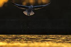 Black-headed Gull (Larus ridibundus)