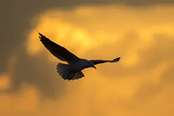 Black-headed Gull (Larus ridibundus)
