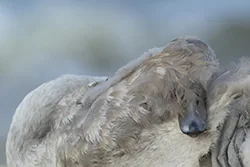 Łabędź niemy (Cygnus olor)