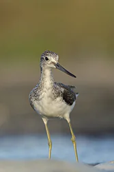 Kwokacz (Tringa nebularia)