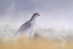 Jastrząb (Accipiter gentilis)