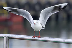 Black-headed Gull (Larus ridibundus)